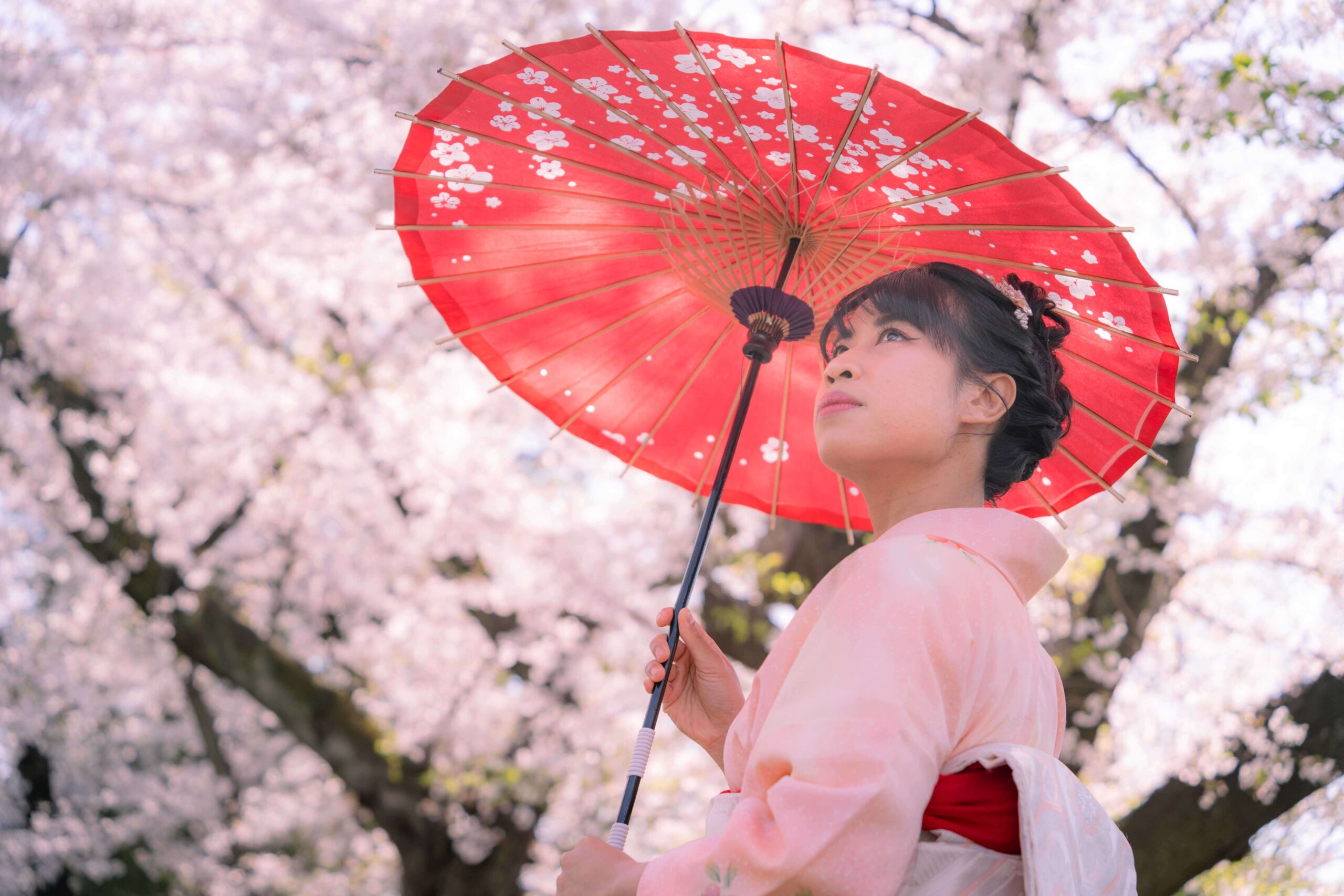 Woman in kimono holding traditional Japanese umbrella under cherry blossoms in Tokyo