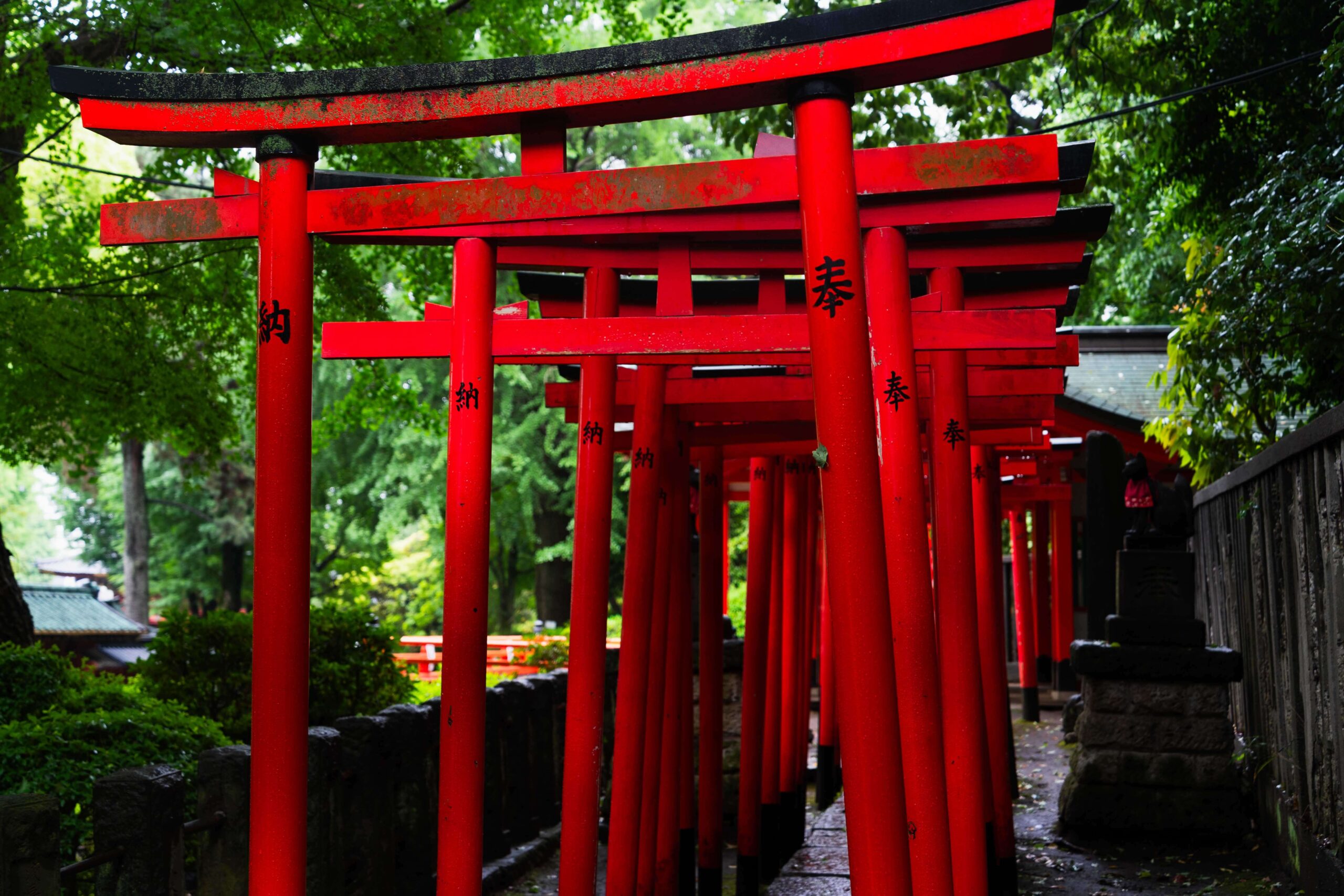 Red torii gate tunnel at Nezu Shrine, Tokyo